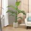 Areca Palm Tree - 180 cm-InfluencerCodes_Ramadan26_All_20012026-image-11