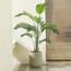 Areca Palm Tree - 180 cm-InfluencerCodes_Ramadan26_All_20012026-image-2