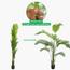 Areca Palm Tree - 180 cm-InfluencerCodes_Ramadan26_All_20012026-image-5