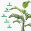 Areca Palm Tree - 180 cm-InfluencerCodes_Ramadan26_All_20012026-image-6