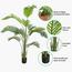 Areca Palm Tree - 180 cm-InfluencerCodes_Ramadan26_All_20012026-image-7