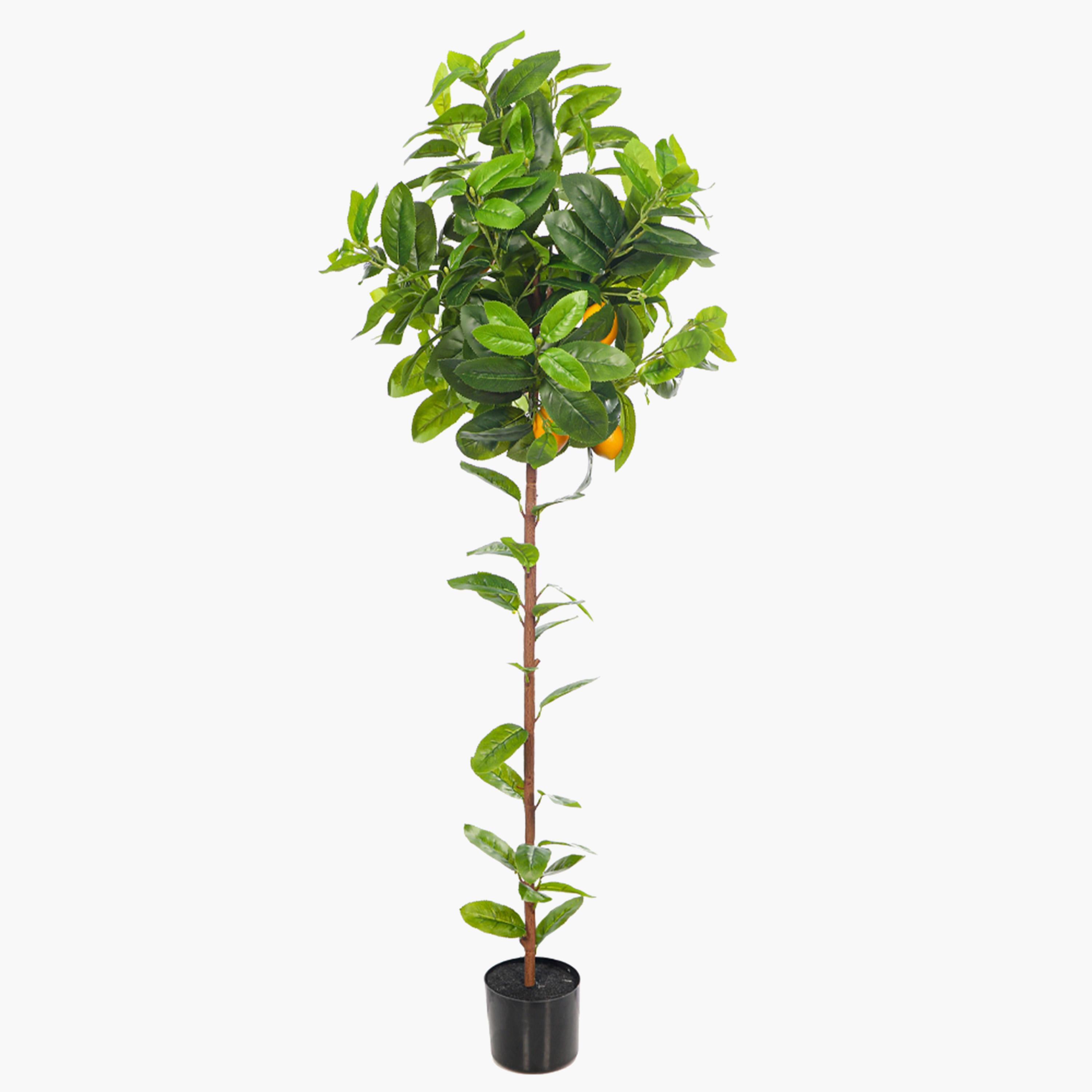 Lemon Tree - 150 cm