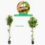 شجرة ليمون - 150 سم-InfluencerCodes_Ramadan26_All_20012026-image-6