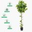 شجرة ليمون - 150 سم-InfluencerCodes_Ramadan26_All_20012026-image-5