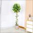 شجرة ليمون - 150 سم-InfluencerCodes_Ramadan26_All_20012026-image-3