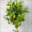 شجرة ليمون - 150 سم-InfluencerCodes_Ramadan26_All_20012026-image-2