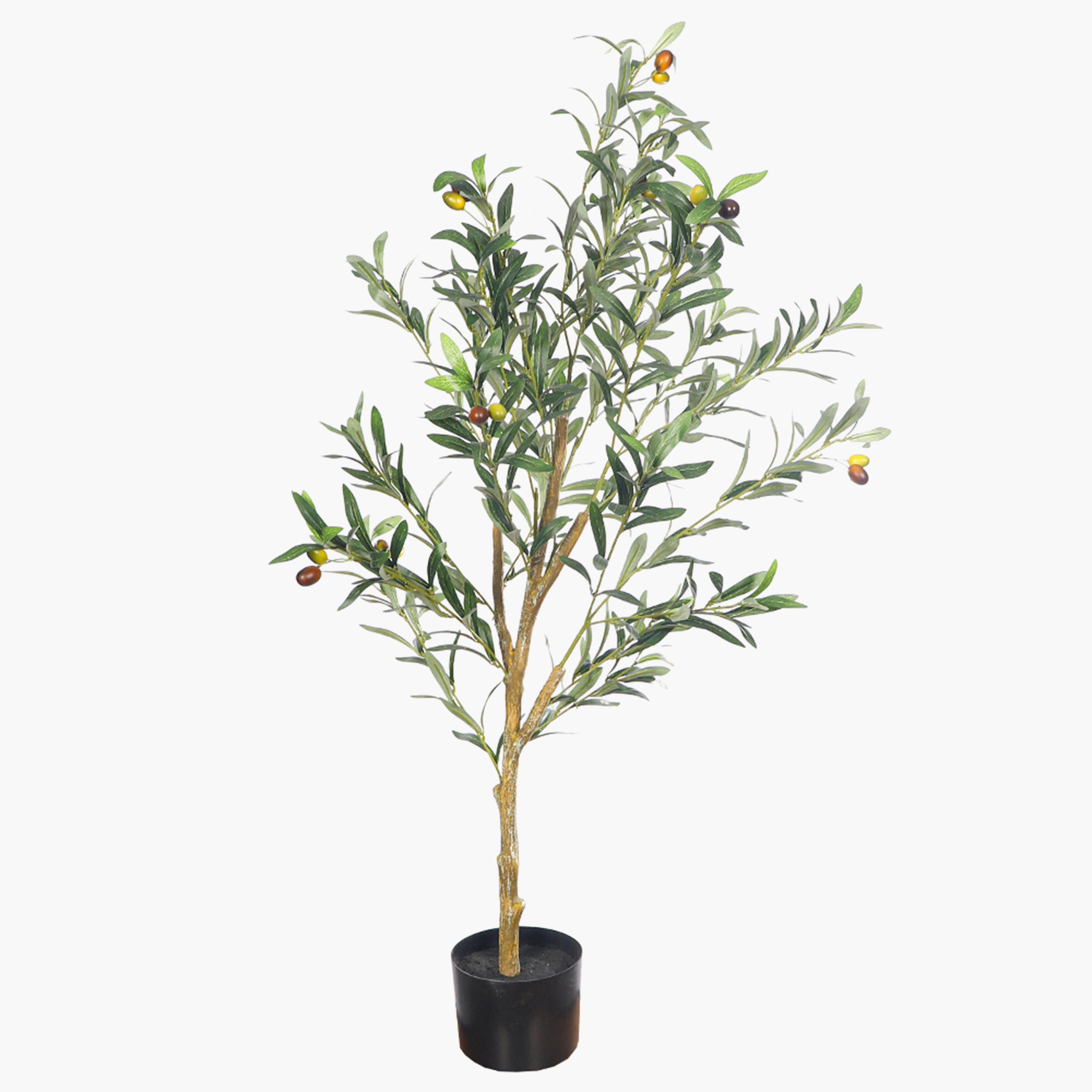 Olive Tree - 110 cm