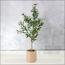 شجرة زيتون - 110 سم-InfluencerCodes_Ramadan26_All_20012026-image-1