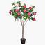 Camellia Flowering Tree - 140 cm-InfluencerCodes_Ramadan26_All_20012026-image-1
