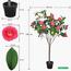 Camellia Flowering Tree - 140 cm-InfluencerCodes_Ramadan26_All_20012026-image-2
