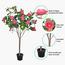 Camellia Flowering Tree - 140 cm-InfluencerCodes_Ramadan26_All_20012026-image-4