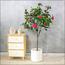 Camellia Flowering Tree - 140 cm-InfluencerCodes_Ramadan26_All_20012026-image-5