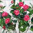Camellia Flowering Tree - 140 cm-InfluencerCodes_Ramadan26_All_20012026-image-6