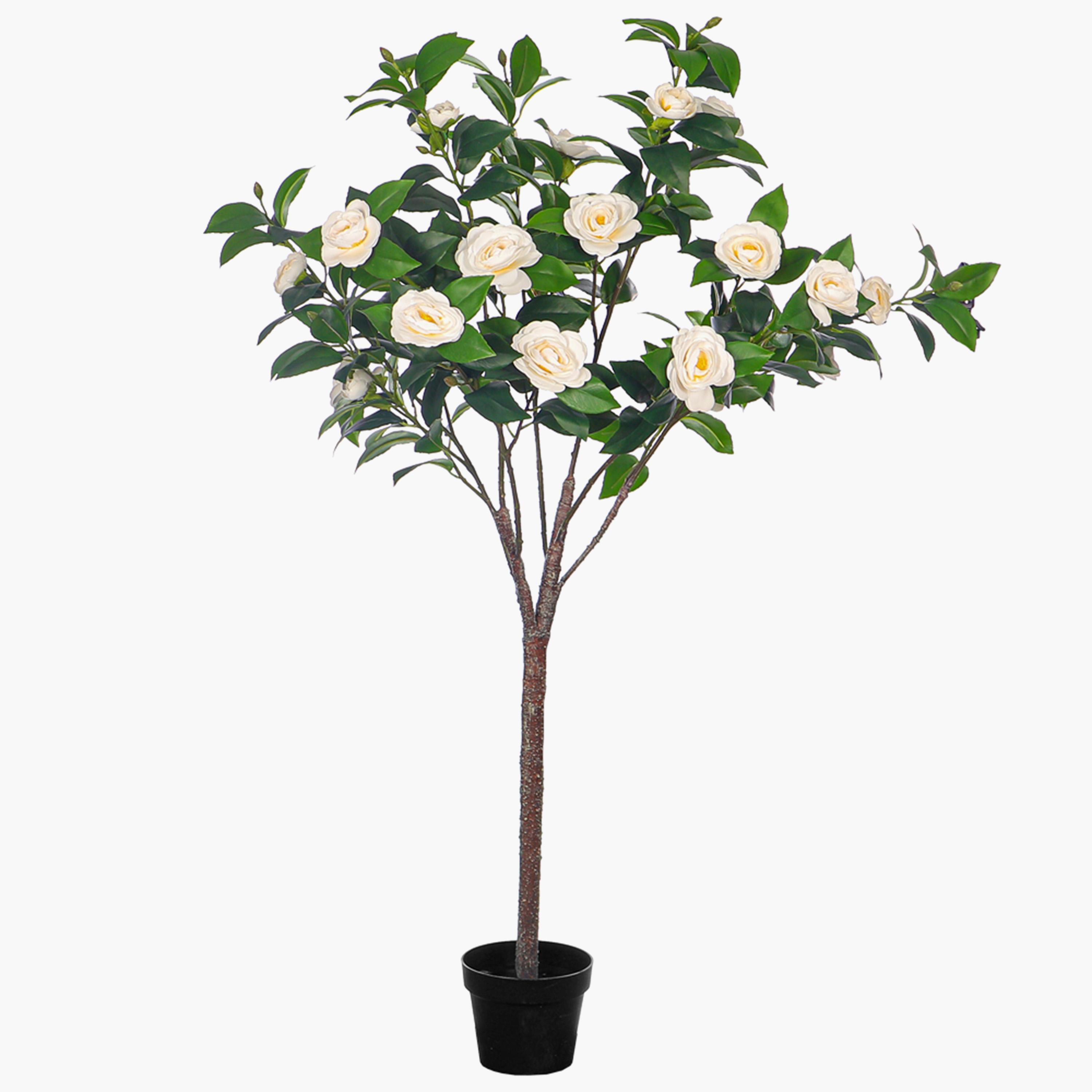 Camellia Flowering Tree - 140 cm