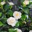 شجرة كاميليا مزهرة - 140 سم-InfluencerCodes_Ramadan26_All_20012026-image-2