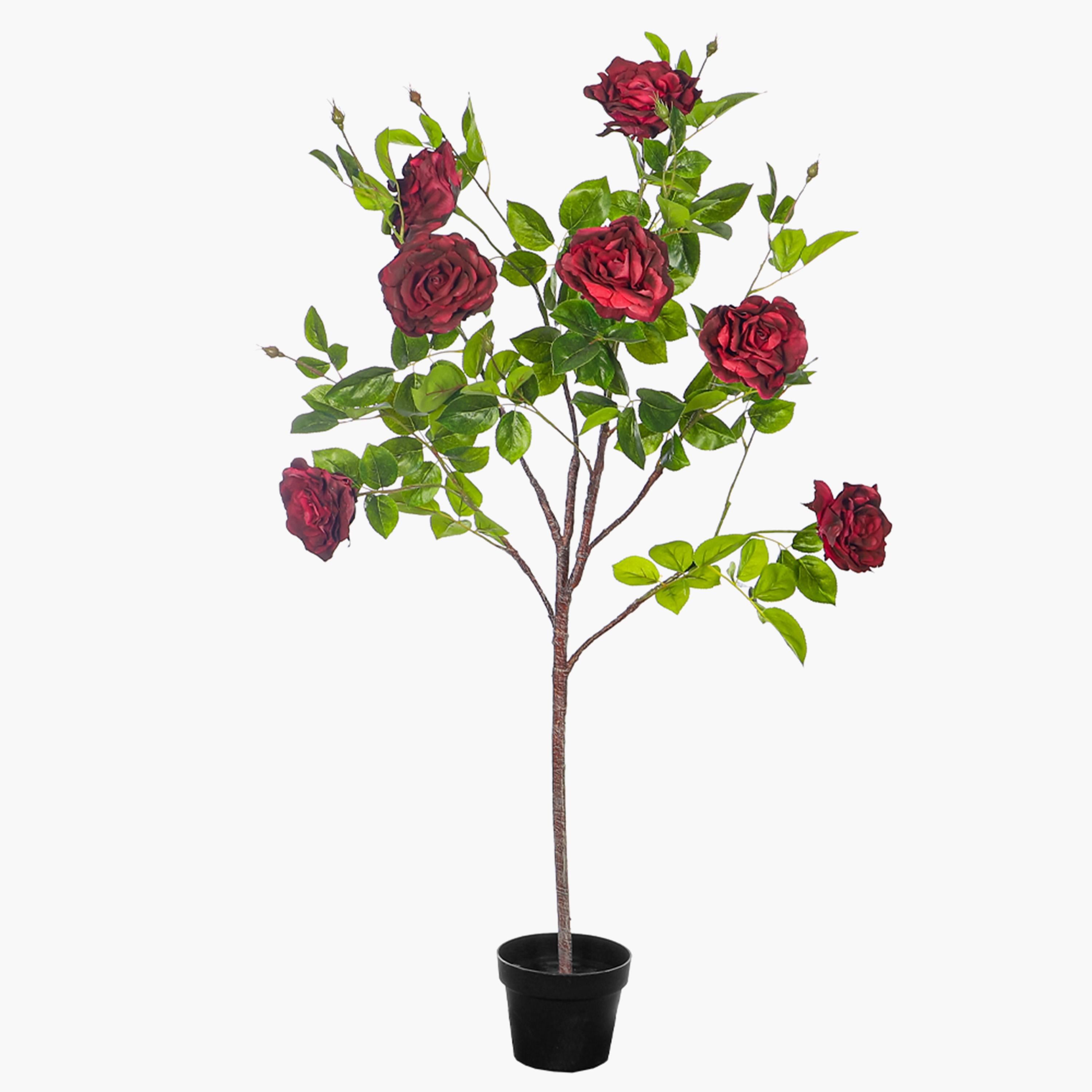 Rose Plant in Pot - 130 cm