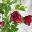 نبتة ورد في إناء - 130 سم-InfluencerCodes_Ramadan26_All_20012026-image-2
