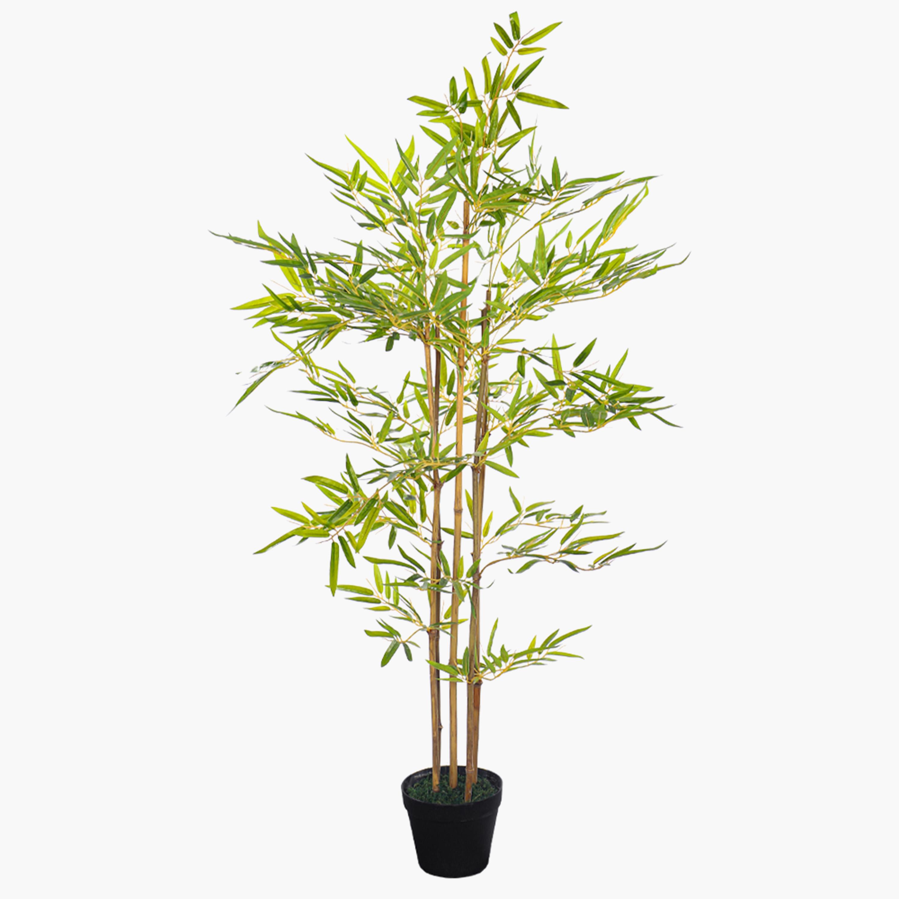 Bamboo Tree - 130 cm