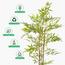 شجرة خيزران - 130 سم-InfluencerCodes_Ramadan26_All_20012026-image-5