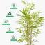 شجرة خيزران - 180 سم-InfluencerCodes_Ramadan26_All_20012026-image-5