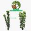 نبات الشيفليرا في إناء - 180 سم-InfluencerCodes_Ramadan26_All_20012026-image-6