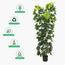 نبات الشيفليرا في إناء - 180 سم-InfluencerCodes_Ramadan26_All_20012026-image-5