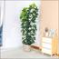 نبات الشيفليرا في إناء - 180 سم-InfluencerCodes_Ramadan26_All_20012026-image-3