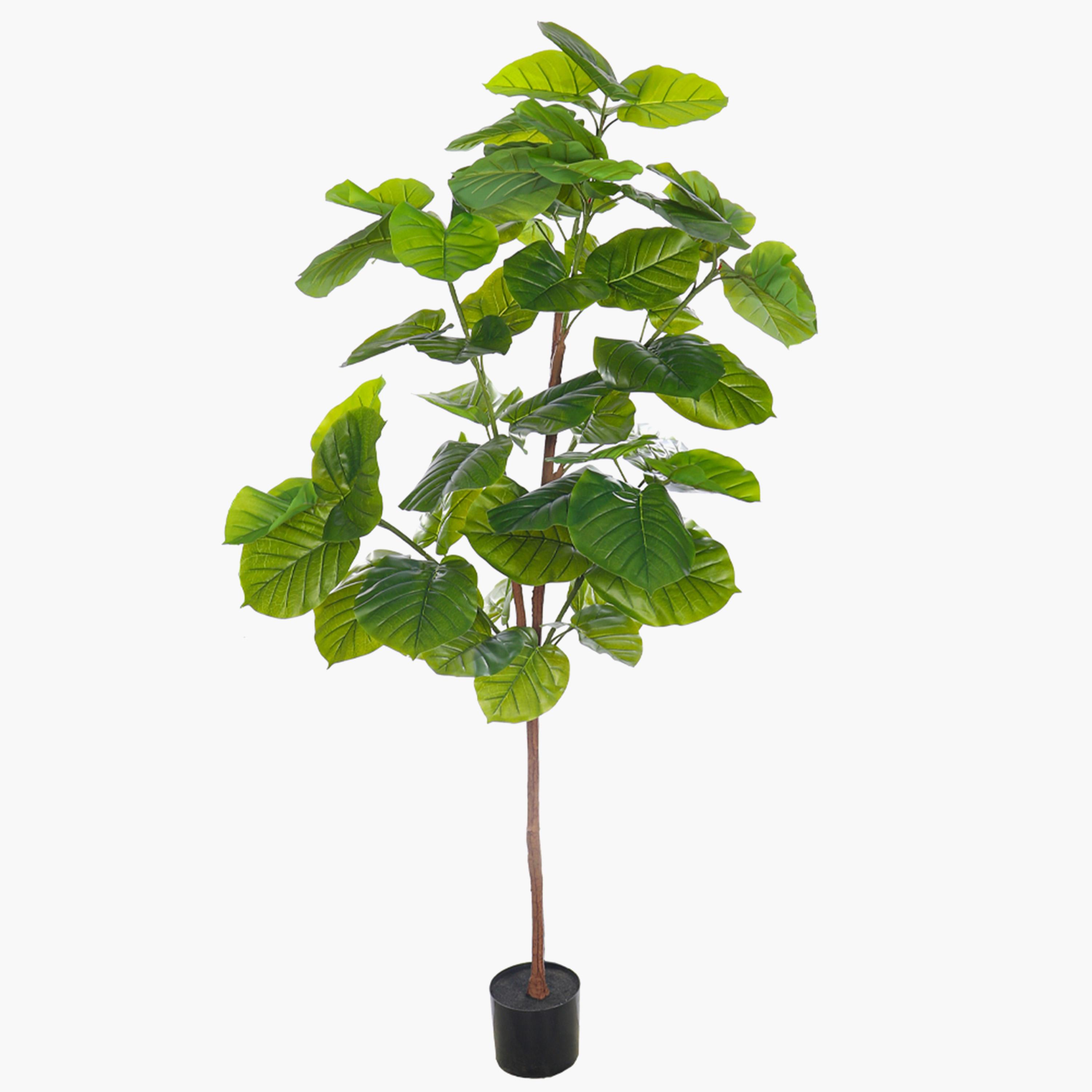 Fiddle Leaf Fig Tree - 190 cm
