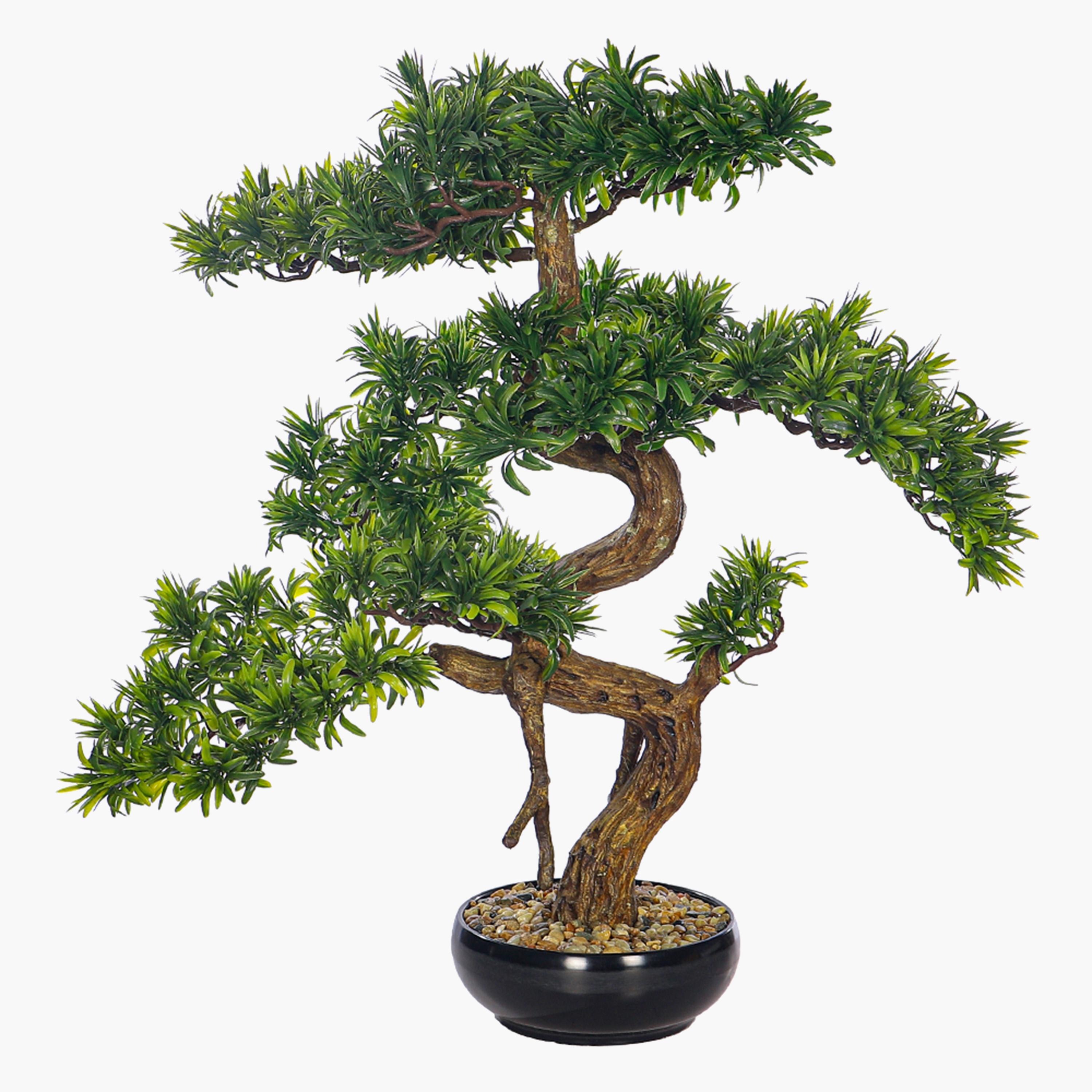 Bonsai Tree - 70 cm