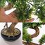 شجرة بونساي - 70 سم-household-gardenandoutdoor-artificialplants-bonsai-image-6