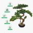 شجرة بونساي - 70 سم-household-gardenandoutdoor-artificialplants-bonsai-image-5