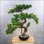 شجرة بونساي - 70 سم-household-gardenandoutdoor-artificialplants-bonsai-image-4