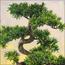 شجرة بونساي - 70 سم-household-gardenandoutdoor-artificialplants-bonsai-image-3