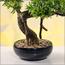شجرة بونساي - 70 سم-household-gardenandoutdoor-artificialplants-bonsai-image-2