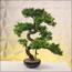 شجرة بونساي - 70 سم-household-gardenandoutdoor-artificialplants-bonsai-image-1
