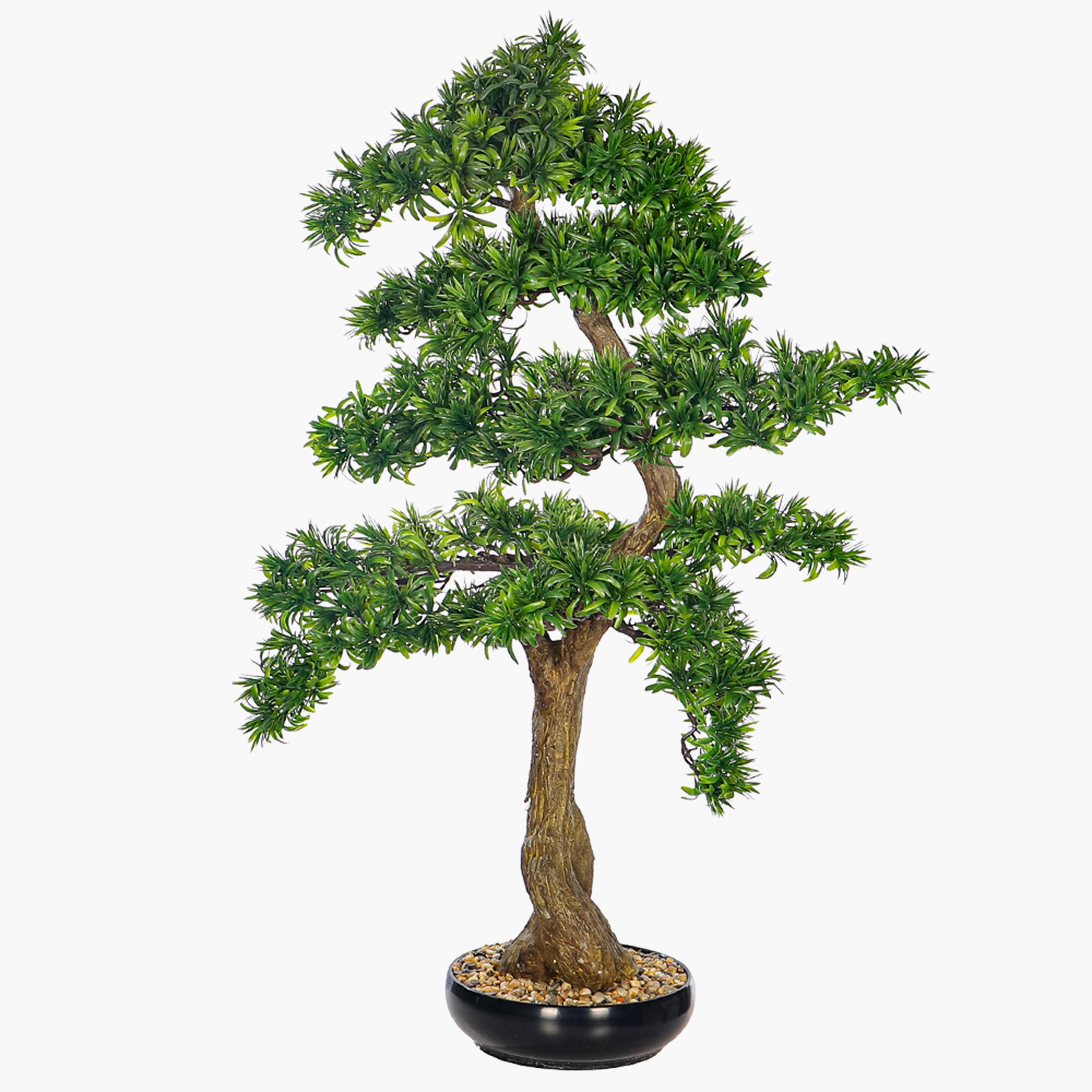 Pine Bonsai Tree - 100 cm