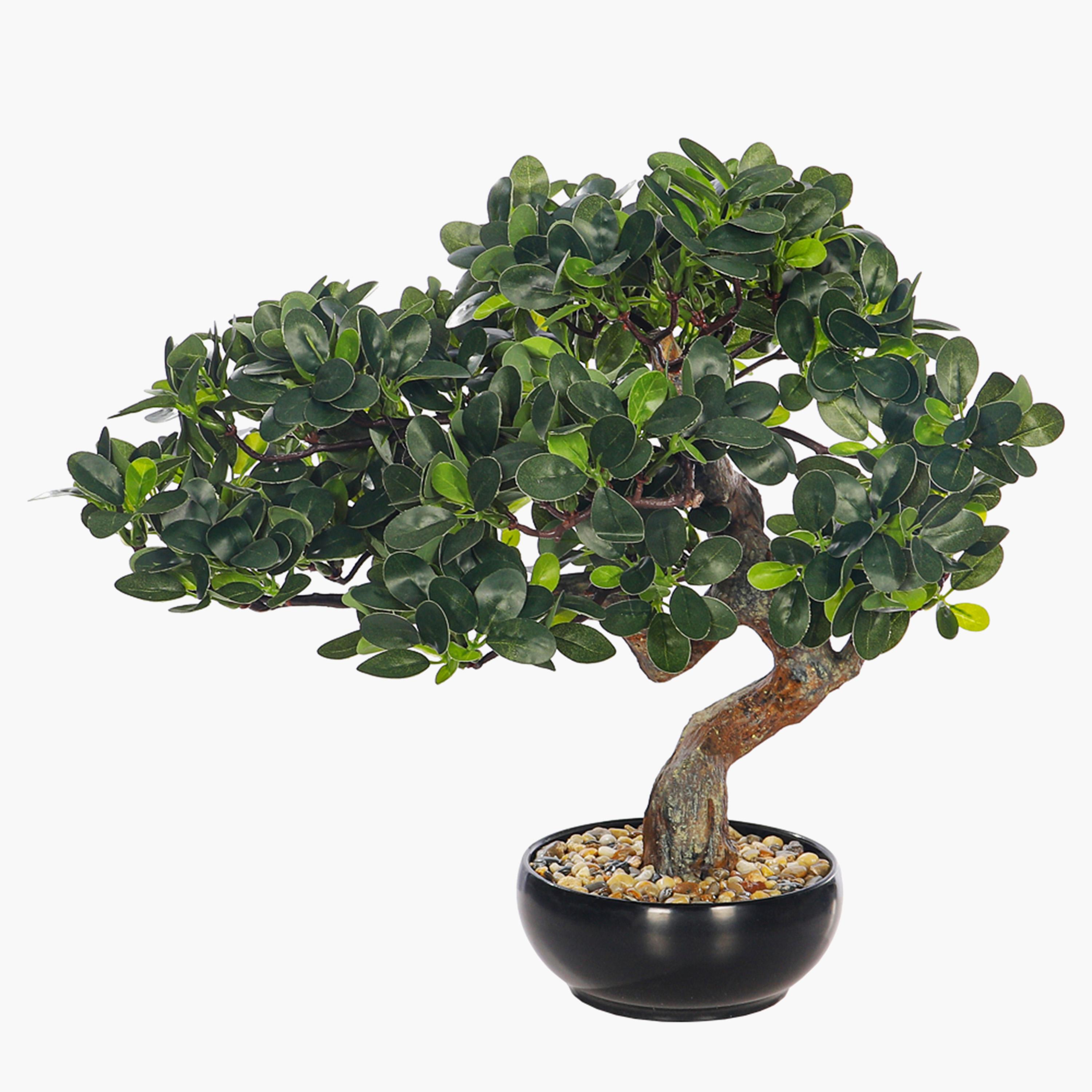 Bonsai Tree - 40 cm