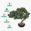 شجرة بونساي - 40 سم-household-gardenandoutdoor-artificialplants-bonsai-image-5