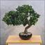 شجرة بونساي - 40 سم-household-gardenandoutdoor-artificialplants-bonsai-image-4