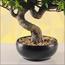 شجرة بونساي - 40 سم-household-gardenandoutdoor-artificialplants-bonsai-image-2