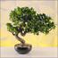 شجرة بونساي - 40 سم-household-gardenandoutdoor-artificialplants-bonsai-image-1