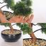 شجرة بونساي الصنوبر الياباني - 30 سم-household-gardenandoutdoor-artificialplants-bonsai-image-6