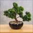 شجرة بونساي الصنوبر الياباني - 30 سم-household-gardenandoutdoor-artificialplants-bonsai-image-4