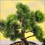 شجرة بونساي الصنوبر الياباني - 30 سم-household-gardenandoutdoor-artificialplants-bonsai-image-3