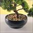 شجرة بونساي الصنوبر الياباني - 30 سم-household-gardenandoutdoor-artificialplants-bonsai-image-2