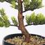 شجرة بونساي - 30 سم-household-gardenandoutdoor-artificialplants-bonsai-image-4