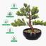 شجرة بونساي - 30 سم-household-gardenandoutdoor-artificialplants-bonsai-image-3