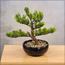 شجرة بونساي - 30 سم-household-gardenandoutdoor-artificialplants-bonsai-image-2