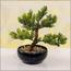 شجرة بونساي - 30 سم-household-gardenandoutdoor-artificialplants-bonsai-image-1
