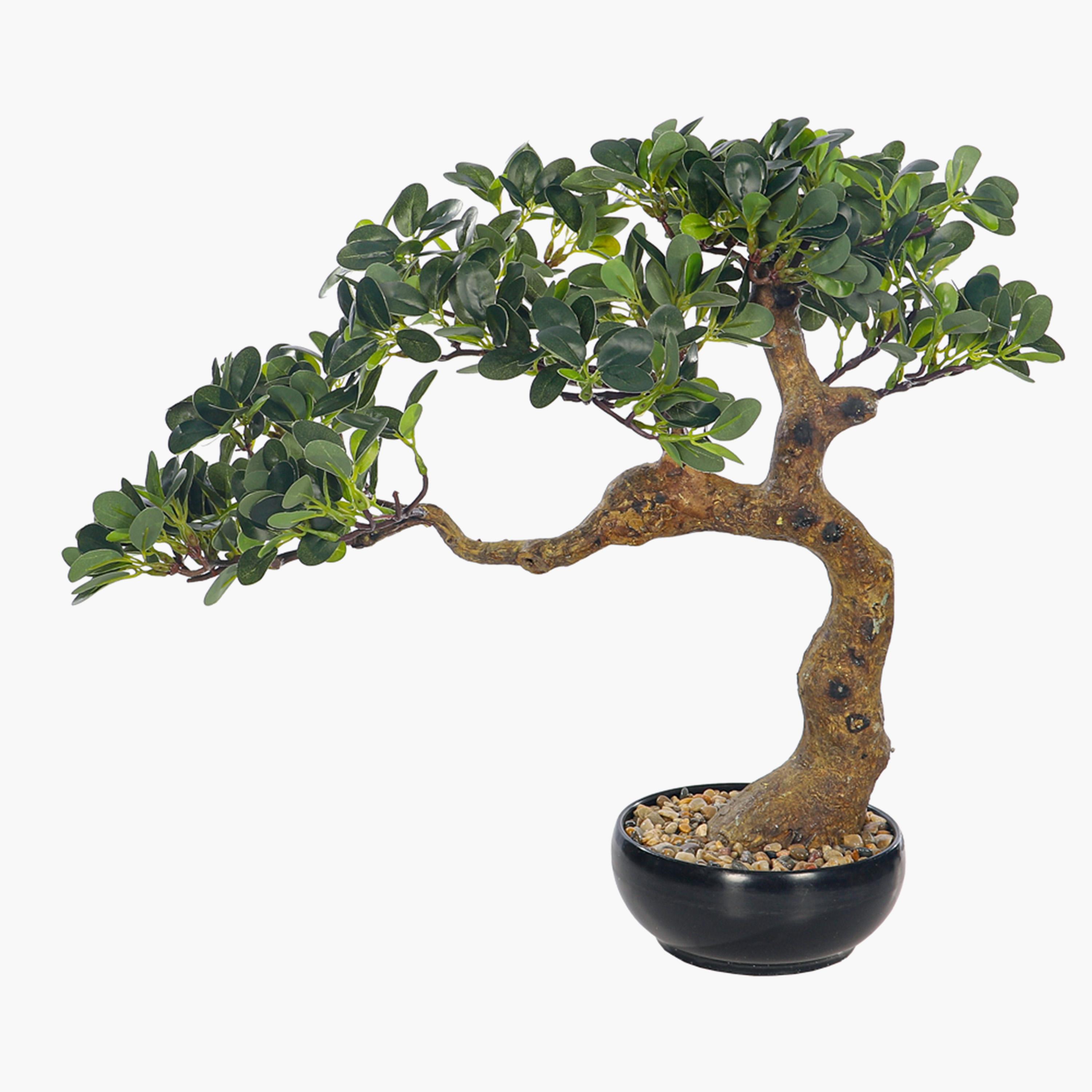 Bonsai Tree - 45 cm